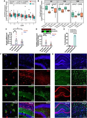 Dual-specificity protein phosphatase 6 (DUSP6) overexpression reduces amyloid load and improves memory deficits in male 5xFAD mice